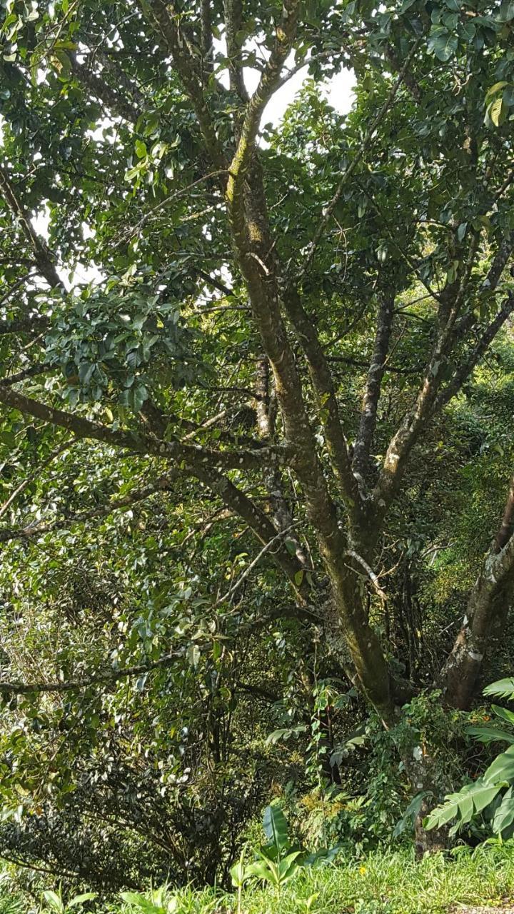 Fig Tree Haven Monteverde Bagian luar foto